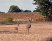 Indiana Scenery