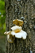  - mushroom-flower-carol-fielding