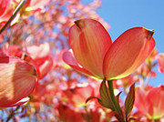 Dogwood+tree+flower+pictures