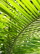  - palm-fronds-helen-oneal