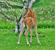 Baby Palomino