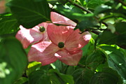 Dogwood+blossom