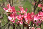 Pink+dogwood+blossom