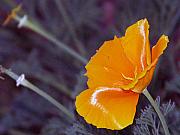 California+poppy+plants+for+sale