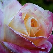 Princess Diana Roses