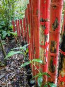 red bamboo