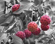 Dogwood+tree+fruit