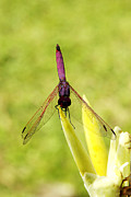 Red+dragonfly+wings