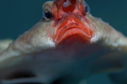 Ruby Lipped Batfish