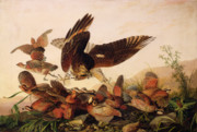 Hawks Attacking