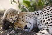 Baby Cheetah Sleeping