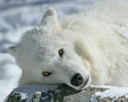 Malik Prints - Snow White Print...