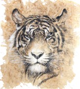 Sumatran+tiger+drawings