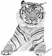 Sumatran+tiger+drawings