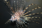 Paul SEQUENCE Ferguson sequence dot net - THE FISH Paul SEQUENCE Ferguson sequence dot net - THE FISH