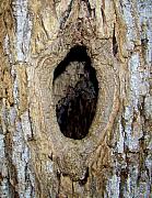 The Knot Hole Photograph by Peyton Imes - The Knot Hole Fine Art ... The Knot Hole Photograph by Peyton Imes - The Knot Hole Fine Art ...