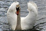 Paul SEQUENCE Ferguson sequence dot net - THE SWAN Paul SEQUENCE Ferguson sequence dot net - THE SWAN