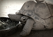  - the-tortoise-ricardo-renteria