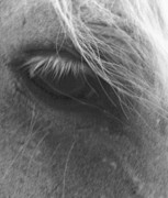 Horse Eye Photography