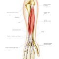 Posterior Muscles Of Forearm Art Print By Asklepios Medical Atlas