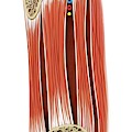 Muscles Of Thoracic Wall Metal Print By Asklepios Medical Atlas