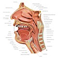 Oral Cavity And Pharynx Greeting Card By Asklepios Medical Atlas