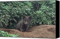 Arctic Fox Burrow