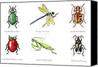 beneficial garden insects