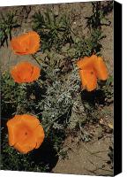 California+poppy+plants+for+sale