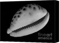 Spotted Shell