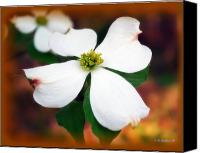 Dogwood+blossom