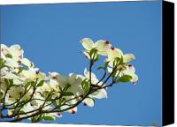 White+flowering+dogwood+tree+facts