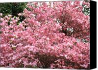 Dogwood+tree+blossom
