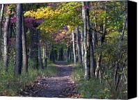 Dogwood+trees+in+fall