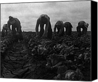 Filipinos Cutting Lettuce