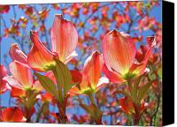 Dogwood+flower+tree