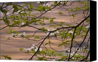 Dogwood+tree+flower