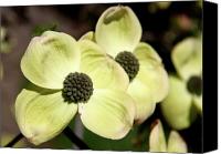 Dogwood+tree+flower