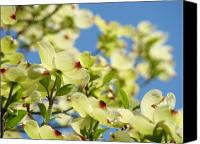 White+flowering+dogwood+tree+facts