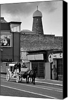 guinness horses