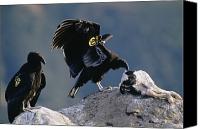 California+condor+endangered