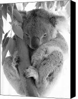 Real Koala Bear
