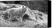 Canadian White Wolf