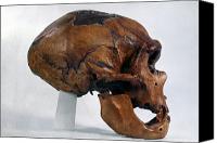 Neanderthal+skull