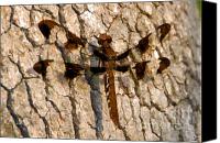 Dragonfly+artwork+canvas+prints