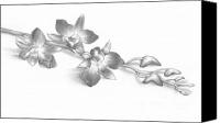 Artistic Flowers Drawings