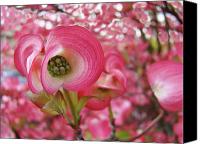 Dogwood+tree+flower+pictures