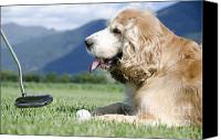 Dog Playing Golf