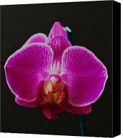 Orchid Canvas