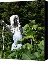 scared scarecrow